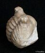 Enrolled Asaphus Cornutus Trilobite - Russia #2793-3